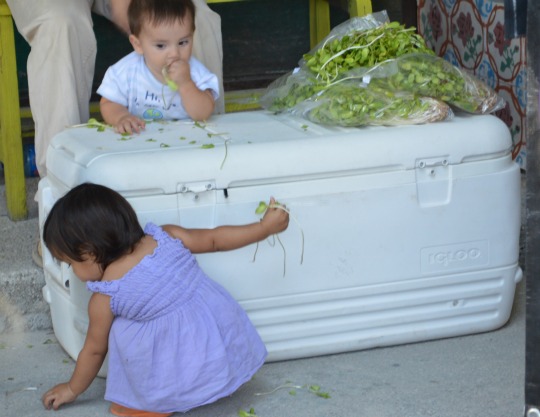 sprouts