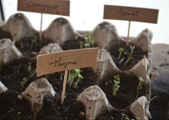 thyme