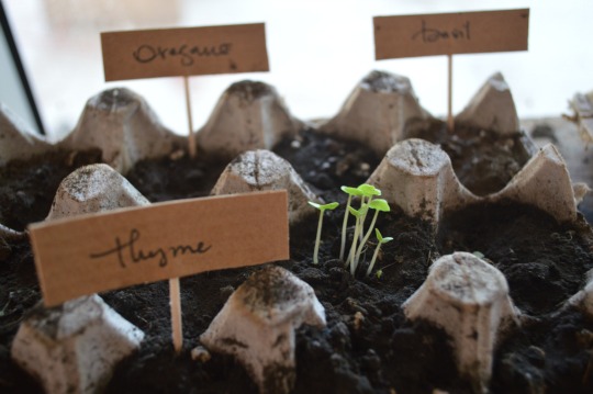 thyme2