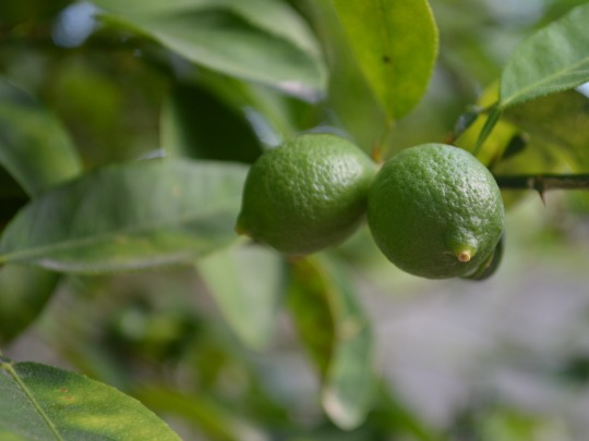 grown limes