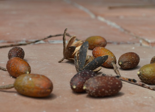 mahogany seeds