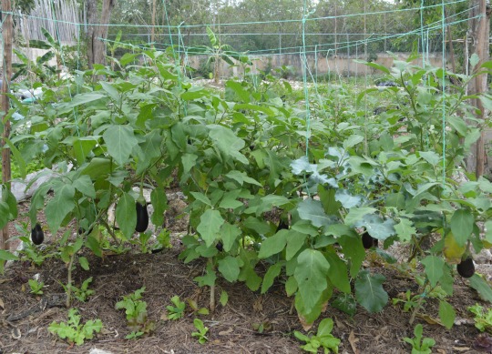 companion planting Tulum - eggplant and lettuce 