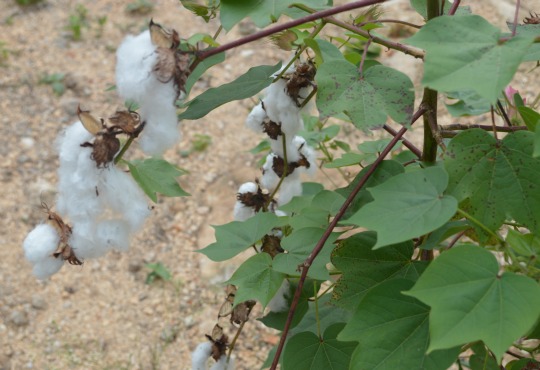 cotton permaculture Tulum