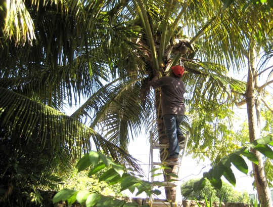 harvesting coconuts