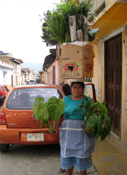 plant vendor